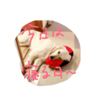 にぎやかなわんこたち（個別スタンプ：3）