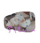 にぎやかなわんこたち（個別スタンプ：7）