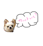 じょいくんだ（個別スタンプ：2）