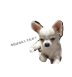 じょいくんだ（個別スタンプ：11）
