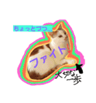 ルイの日常にゃん♪（個別スタンプ：2）