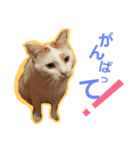 ルイの日常にゃん♪（個別スタンプ：3）
