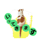 ルイの日常にゃん♪（個別スタンプ：5）