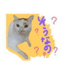 ルイの日常にゃん♪（個別スタンプ：8）