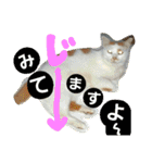 ルイの日常にゃん♪（個別スタンプ：11）
