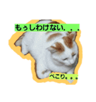 ルイの日常にゃん♪（個別スタンプ：12）