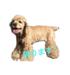 アメリカンコッカースパニエルのひめちゃん（個別スタンプ：4）