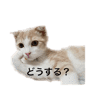 アメリカンコッカースパニエルのひめちゃん（個別スタンプ：14）