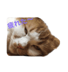 アメリカンコッカースパニエルのひめちゃん（個別スタンプ：21）