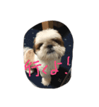 ココにゃんとボニー（個別スタンプ：1）