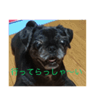 ココにゃんとボニー（個別スタンプ：5）