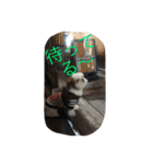 ココにゃんとボニー（個別スタンプ：6）