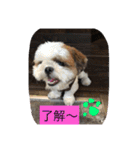 ココにゃんとボニー（個別スタンプ：8）