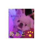 ココにゃんとボニー（個別スタンプ：9）