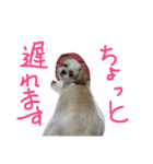 ココにゃんとボニー（個別スタンプ：11）