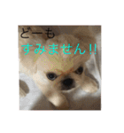 ココにゃんとボニー（個別スタンプ：13）