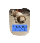 ココにゃんとボニー（個別スタンプ：16）