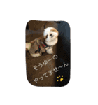 ココにゃんとボニー（個別スタンプ：21）
