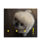 ココにゃんとボニー（個別スタンプ：31）