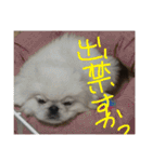 ココにゃんとボニー（個別スタンプ：34）