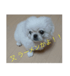 ココにゃんとボニー（個別スタンプ：36）