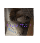 ココにゃんとボニー（個別スタンプ：37）