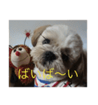 ココにゃんとボニー（個別スタンプ：40）