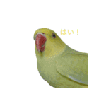 ワカケにキュン！（個別スタンプ：9）