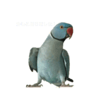 ワカケにキュン！（個別スタンプ：12）