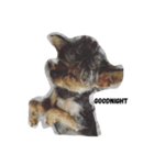 Yorkshire Terrier shishi（個別スタンプ：1）
