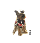 Yorkshire Terrier shishi（個別スタンプ：2）