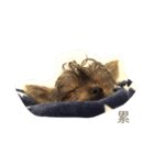 Yorkshire Terrier shishi（個別スタンプ：3）