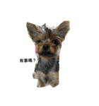 Yorkshire Terrier shishi（個別スタンプ：4）