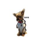 Yorkshire Terrier shishi（個別スタンプ：5）