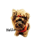 Yorkshire Terrier shishi（個別スタンプ：7）
