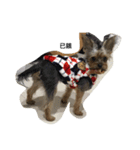 Yorkshire Terrier shishi（個別スタンプ：8）