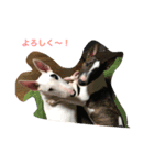 ブルテリー（個別スタンプ：1）