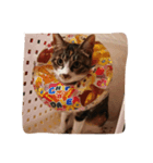 サチネコ（個別スタンプ：6）