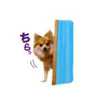 我が家の犬達。（個別スタンプ：1）