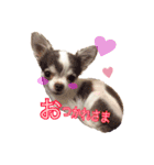 我が家の犬達。（個別スタンプ：2）