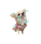 我が家の犬達。（個別スタンプ：3）