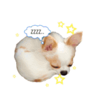 我が家の犬達。（個別スタンプ：4）
