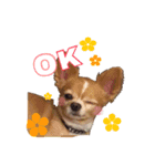 我が家の犬達。（個別スタンプ：5）