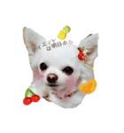 我が家の犬達。（個別スタンプ：6）