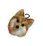 我が家の犬達。（個別スタンプ：7）