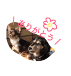 まめとお友達（個別スタンプ：11）