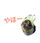 まめとお友達（個別スタンプ：16）