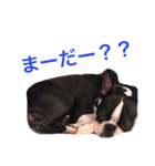 まめとお友達（個別スタンプ：17）
