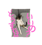 ハトくんスタンプ（個別スタンプ：6）