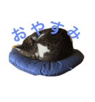 ハトくんスタンプ（個別スタンプ：7）